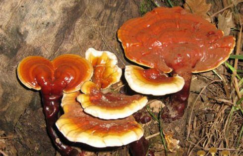 nấm linh chi rừng