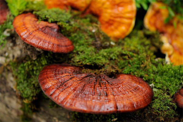 công dụng của nấm linh chi đỏ Hàn Quốc