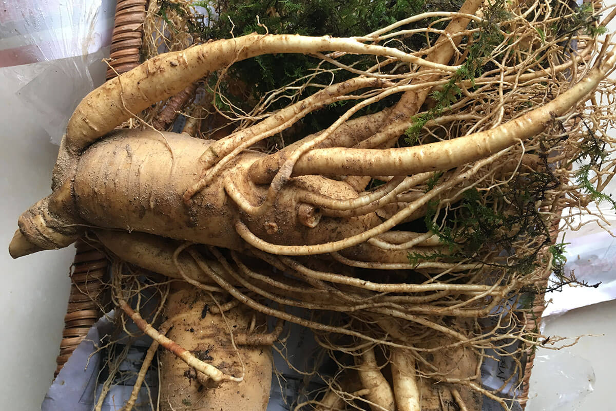 cách chế biến nhân sâm tươi