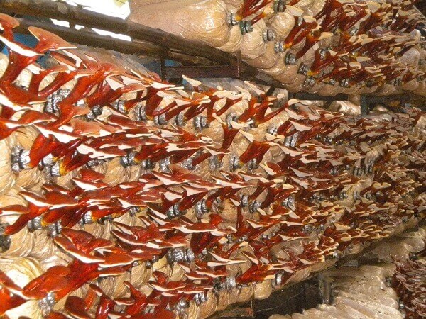 những ai nên dùng nấm linh chi đỏ hàn quốc