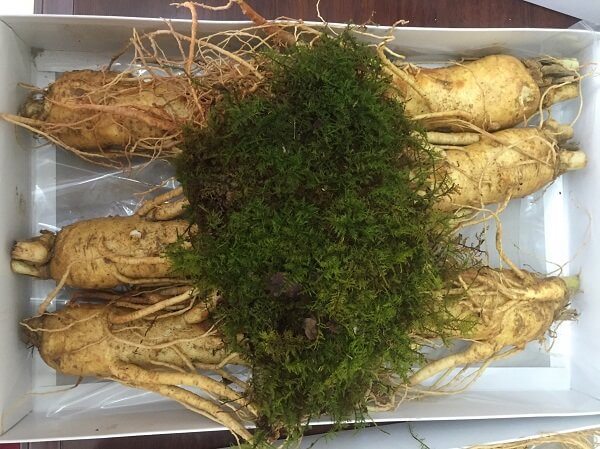 giá sâm Hàn Quốc 6 năm tuổi