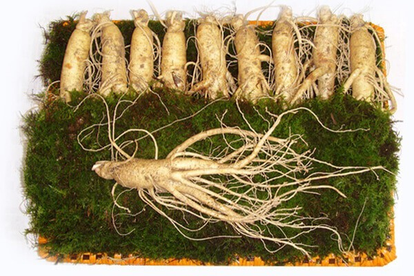 phân biệt nhân sâm Hàn Quốc thật giả