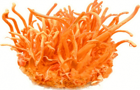 tác dụng của đông trùng hạ thảo hàn quốc