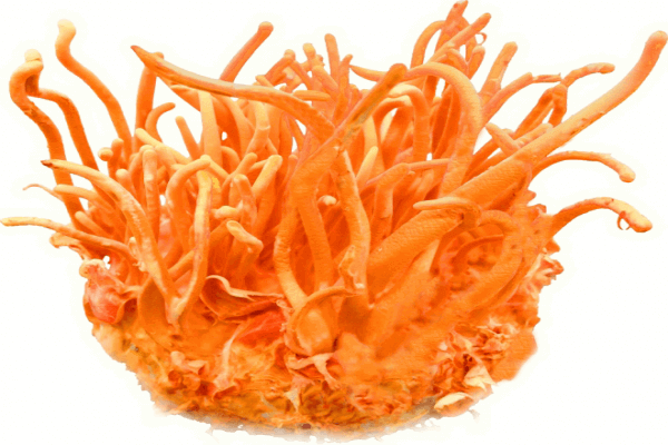 tác dụng của đông trùng hạ thảo hàn quốc