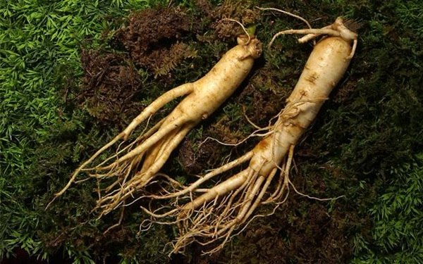 củ sâm hàn quốc có tác dụng gì