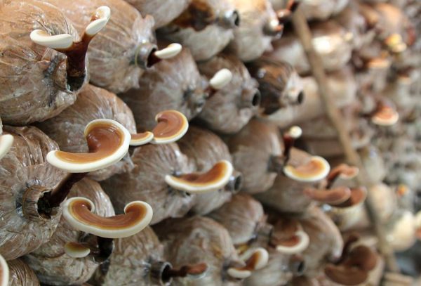 Mua nấm linh chi ở đâu tphcm