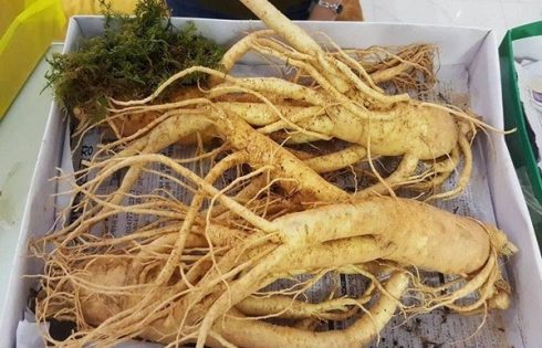 sâm Hàn Quốc trồng tại Việt Nam