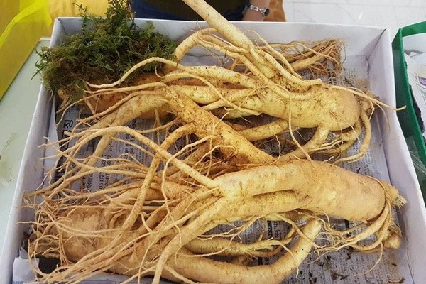 sâm Hàn Quốc trồng tại Việt Nam