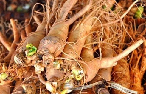 cửa hàng bán sâm Hàn Quốc tại TPHCM