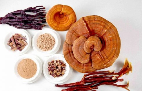 nấm linh chi hàn quốc