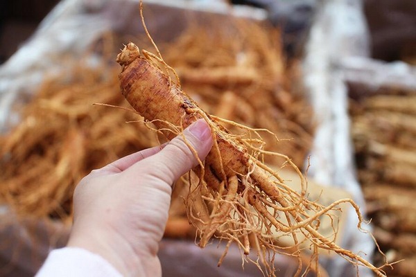 mua sâm Hàn Quốc ở TPHCM chất lượng 