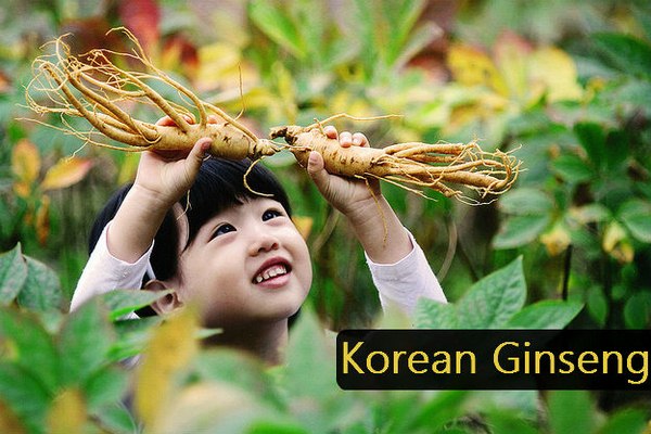 giá nhân sâm việt nam