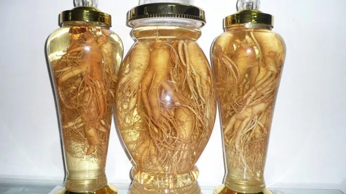 cách ngâm sâm tươi với rượu