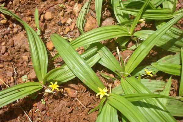 Công dụng của sâm cau