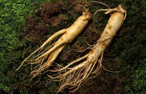 Giá sâm tươi tại Hàn Quốc