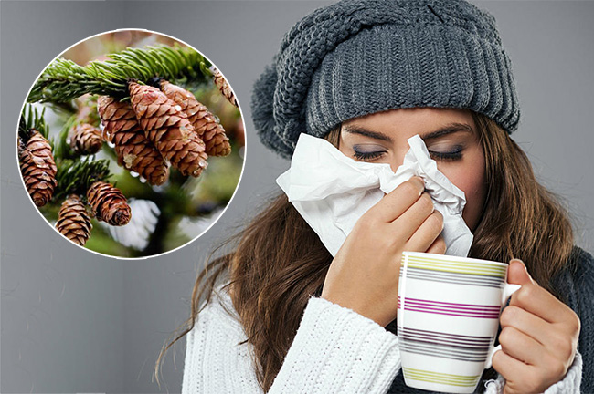 Tác dụng điều trị bệnh cảm cúm của tinh dầu thông đỏ 