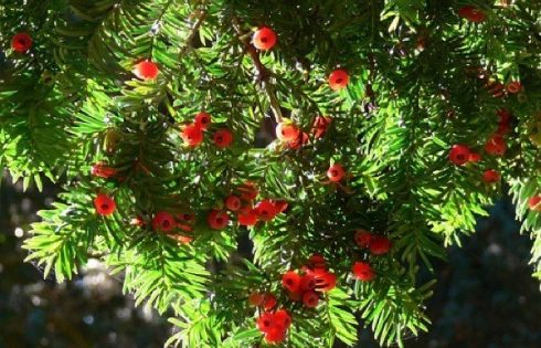 tinh dầu thông đỏ giảm cholesterol trong máu