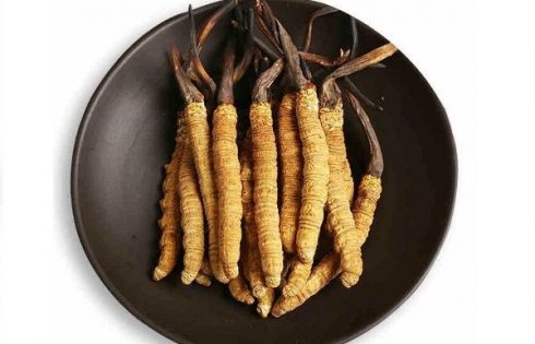 công dụng của đông trùng hạ thảo