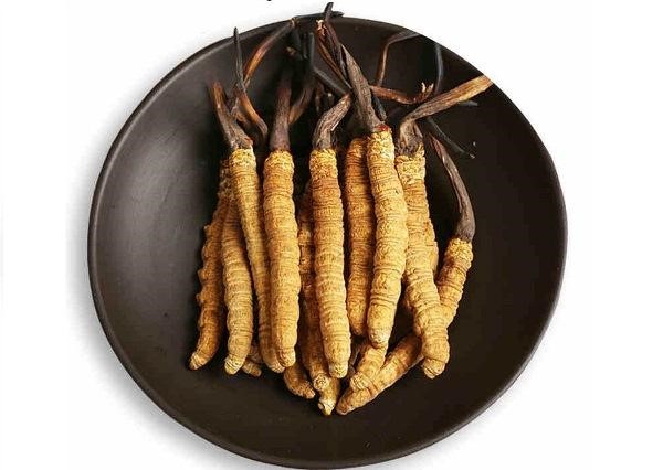 công dụng của đông trùng hạ thảo