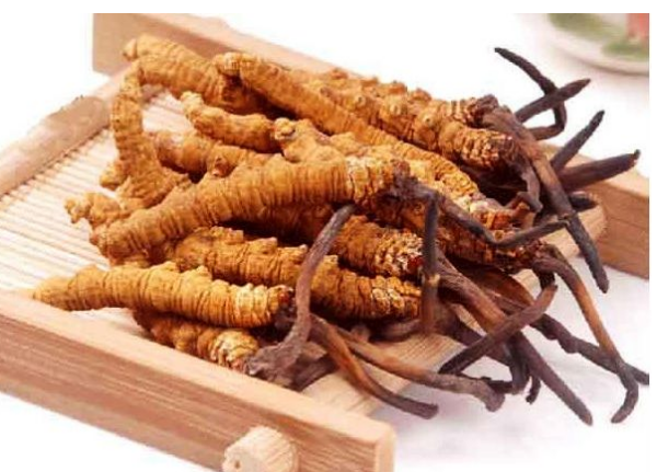 Đông trùng hạ thảo có tác dụng gì?