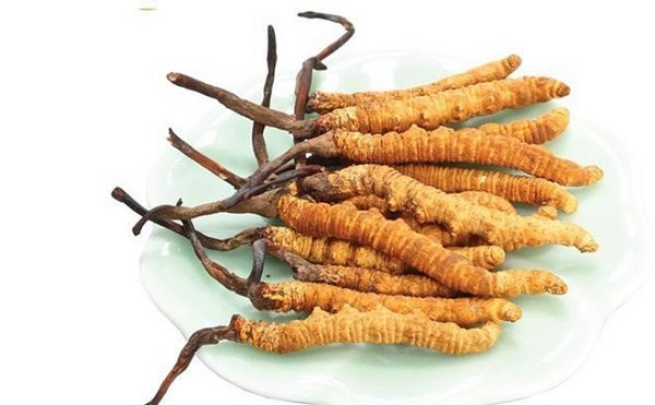 đông trùng hạ thảo giá bao nhiêu 1kg