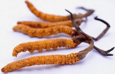 đông trùng hạ thảo giá bao nhiêu 1kg tại việt nam