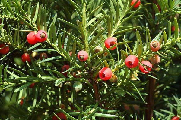 tinh dầu thông đỏ Hàn Quốc