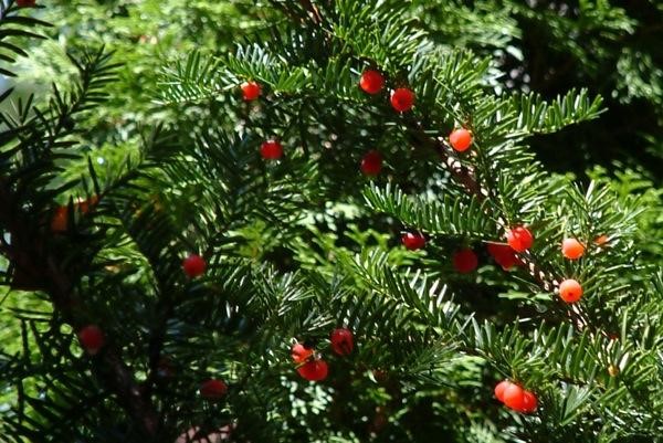 tinh dầu thông đỏ Hàn Quốc