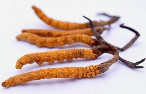 cách dùng đông trùng hạ thảo khô