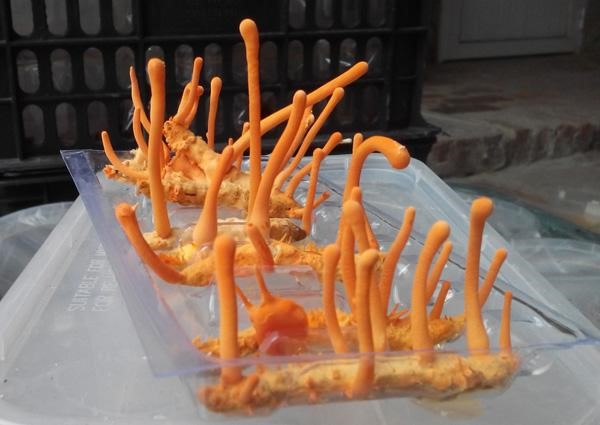 đông trùng hạ thảo hàn quốc