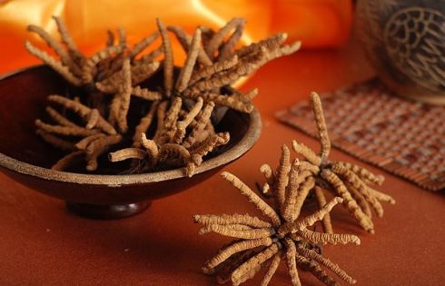 đông trùng hạ thảo tây tạng