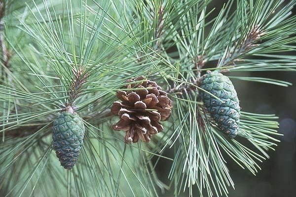 tinh dầu thông đỏ samsung hàn quốc