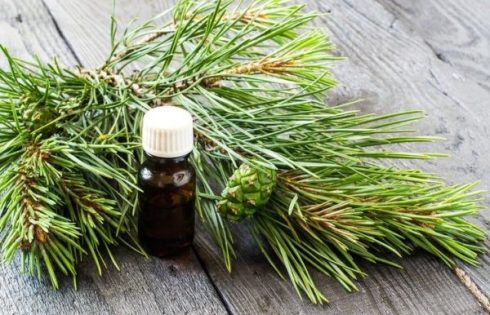 tinh dầu thông đỏ Tâm Lan