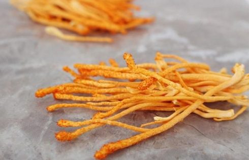 cách dùng đông trùng hạ thảo tươi