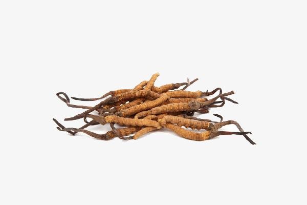 đông trùng hạ thảo