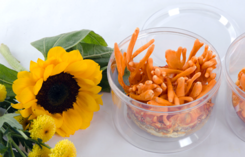 đông trùng hạ thảo mua ở đâu HCM