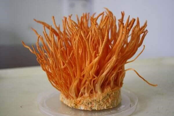 đông trùng hạ thảo hàn quốc