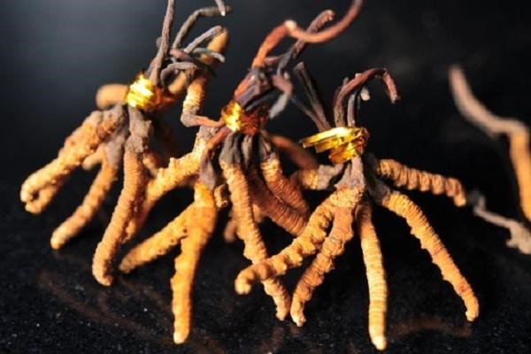 đông trùng hạ thảo hàn quốc