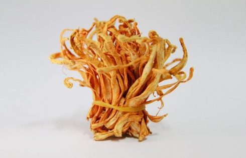 đông trùng hạ thảo của Hàn Quốc