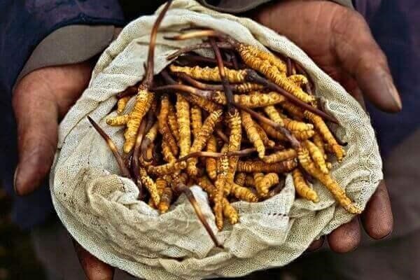 đông trùng hạ thảo hàn quốc