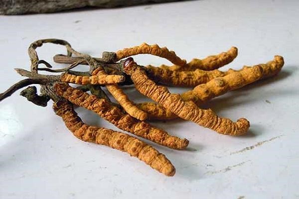 đông trùng hạ thảo khô