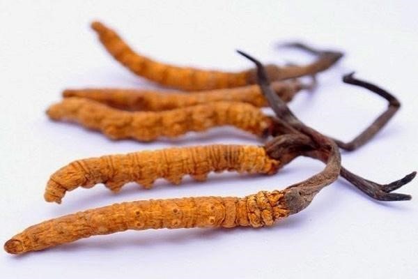 đông trùng hạ thảo khô