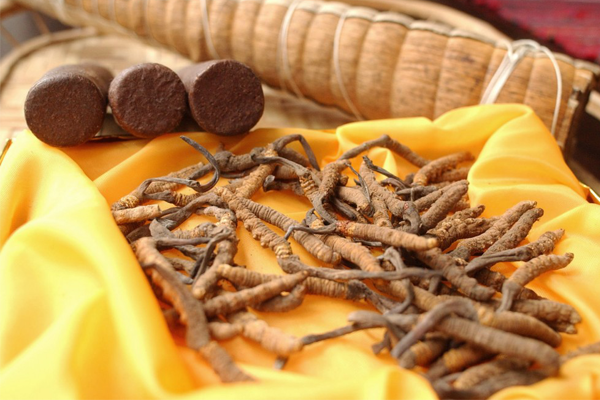 đông trùng hạ thảo