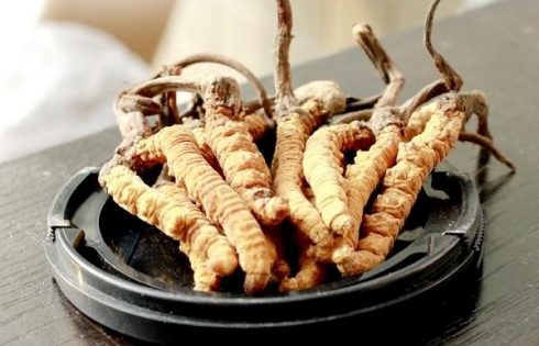 đông trùng hạ thảo là gì