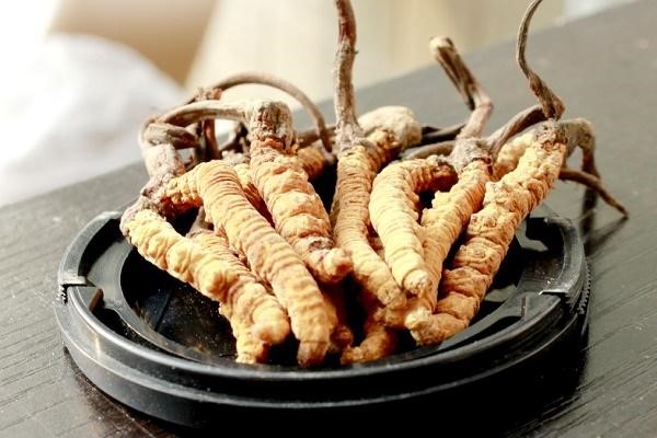 đông trùng hạ thảo là gì