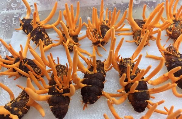 đông trùng hạ thảo