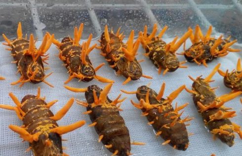 đông trung hạ thảo tươi