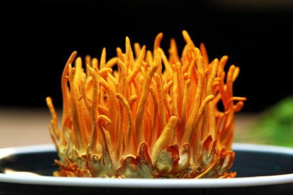 đông trùng hạ thảo tươi