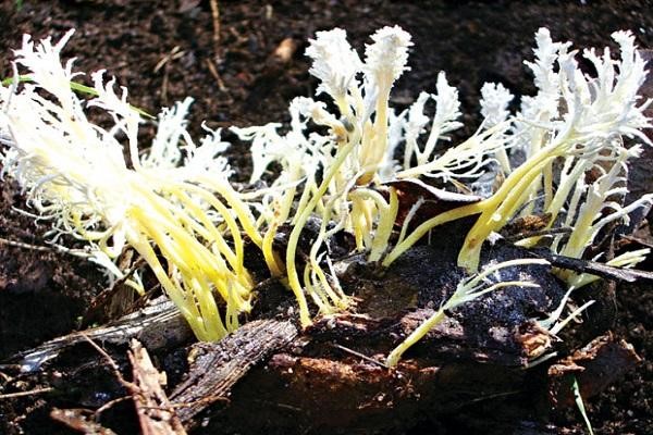 đông trùng hạ thảo