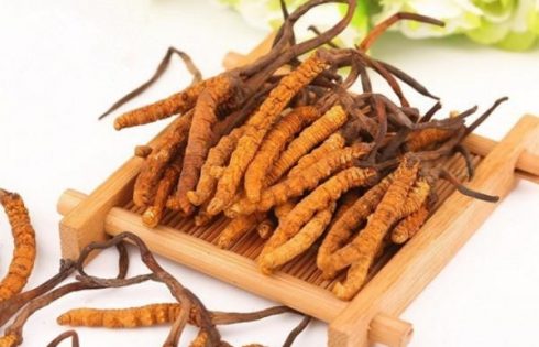 tác dụng của đông trùng hạ thảo